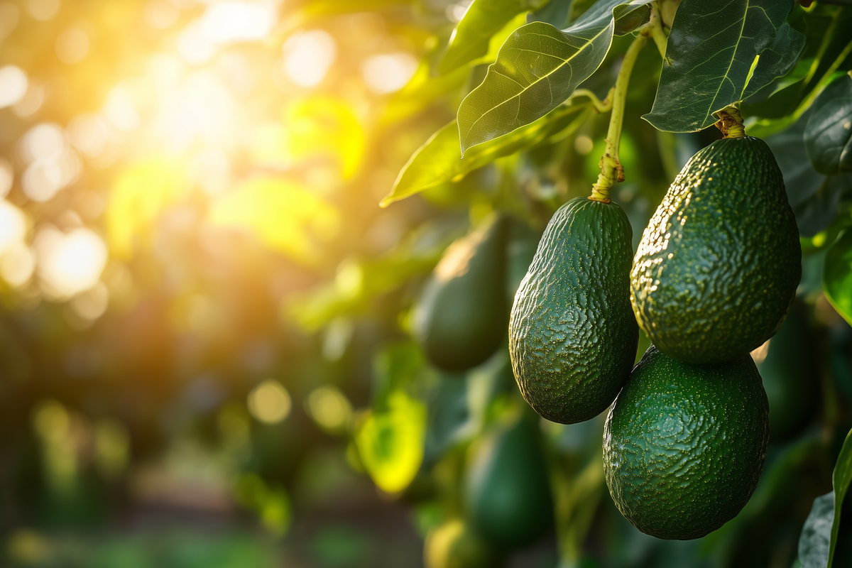 Imperfect Avocado Boxes